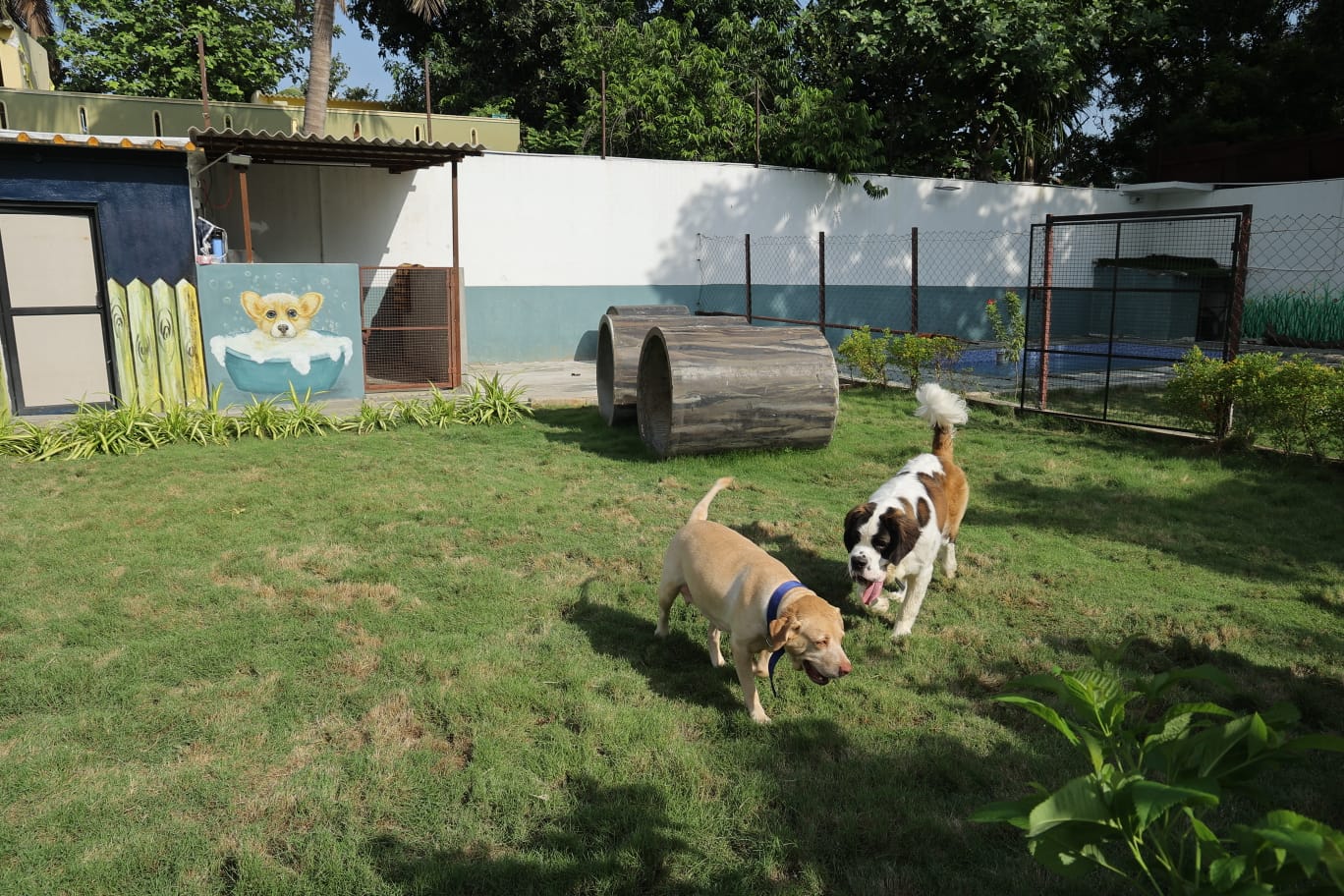 Dogs playing on the lawn at Zaras