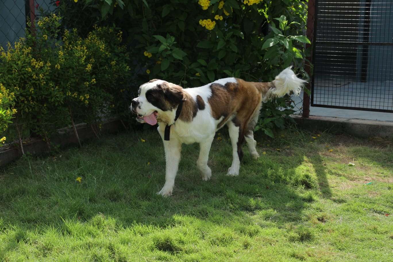 St Bernard on the lawn with yellow flowers