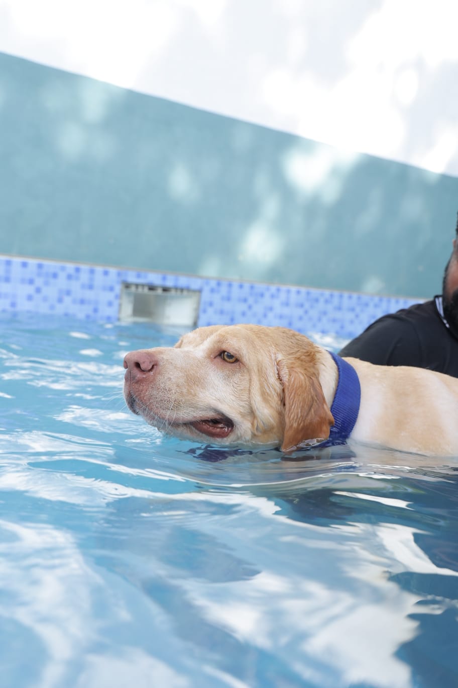 Dog swimming in pool at Zaras