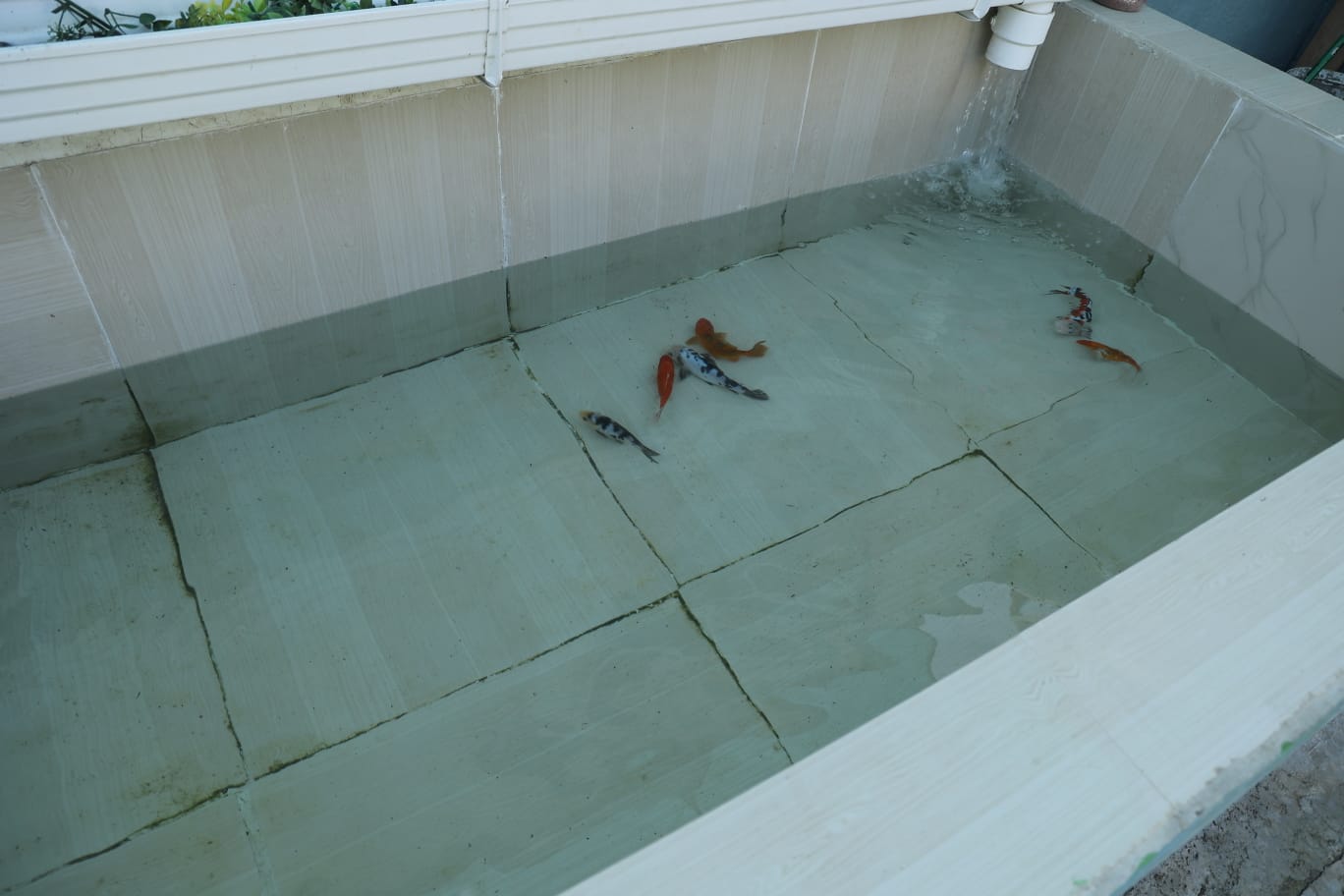 Koi fish pond at Zaras Pet Resort