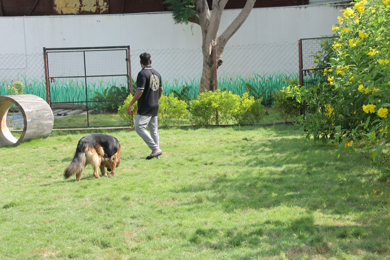 Staff with German Shepherd in play area at Zaras